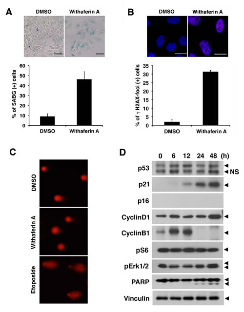 Withaferin A induces cellular senescence and increases p21