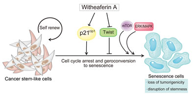 Withaferin A induces cellular senescence and prevents tumor initiating ability in CSC-like cells.