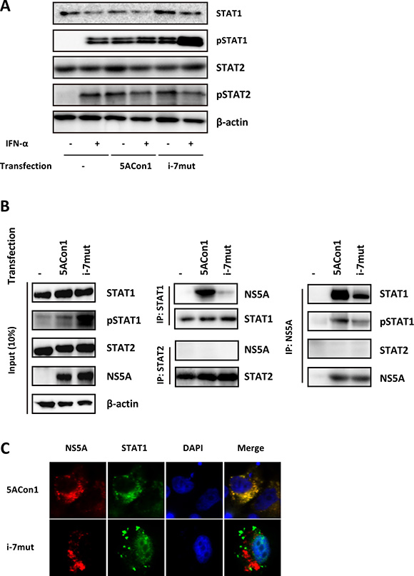 Effects of amino acid substitutions in the ISDR on STAT1 phosphorylation.