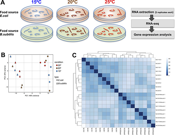 Transcriptional