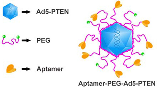 The schematic diagram of EpDT3-PEG-Ad5-PTEN (EPAP).