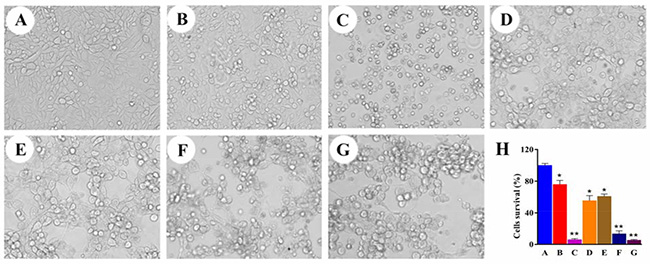 The cell morphological changes of HepG2 and quantitative analysis of the cell viabilities by MTT assay.