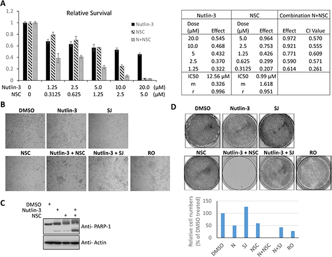 NSC/nutlin-3 co-treatment inhibits the cell growth of prostate cancer cells.