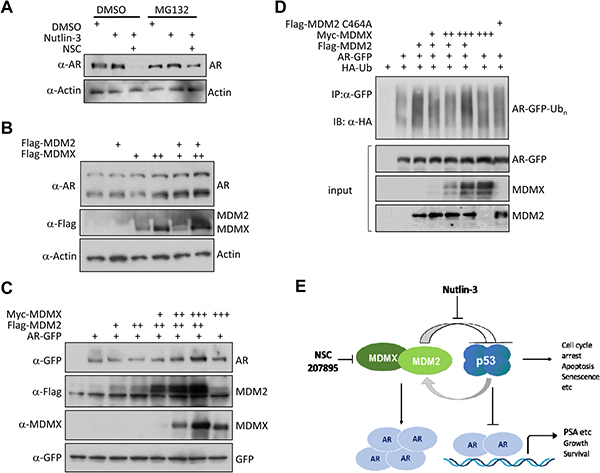 Co-expression of MDM2 and MDMX stabilizes AR.