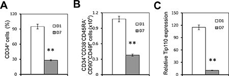 Human core blood CD34+ cell differentiation and Tip110 expression.