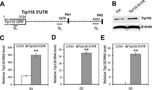 Up-regulation of constitutive Tip110 mRNA expression by expression of exogenous Tip110 3&#x2032;UTR.