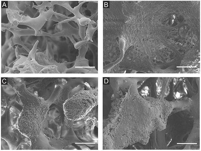 Scanning electron microscope images of NIH3T3/635 and EMT6/GFP cells cultured on the silk scaffolds for 14 days.