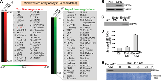 EndoMT-derived cells express and secrete HSP90&#x03B1;.