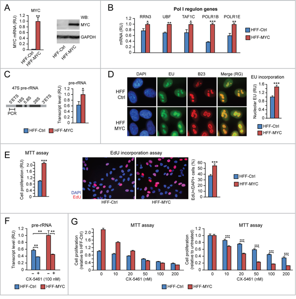 Evidence of MYC-induced proliferation consequent to upregulation of both &#x201C;Pol I regulon&#x201D; factors and rRNA transcription in human HFF fibroblasts.