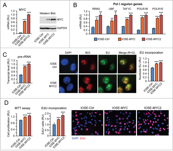 Increased proliferation consequent to upregulation of both &#x201C;Pol I regulon&#x201D; genes and rRNA transcription in MYC-overexpressing human ovarian epithelial cells.