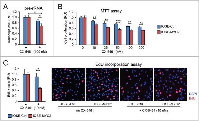 MYC overexpression sensitizes human ovarian epithelial cells to the anti-proliferative action of the Pol I inhibitor CX-5461.