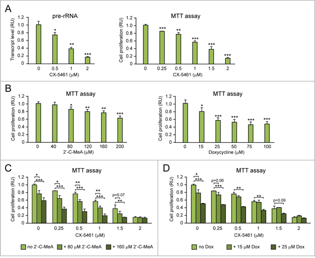 Both 2&#x2019;-C-MeA and doxycycline can enhance the antiproliferative effects of CX-5461 in MYC-overexpressing ovarian cancer cells.