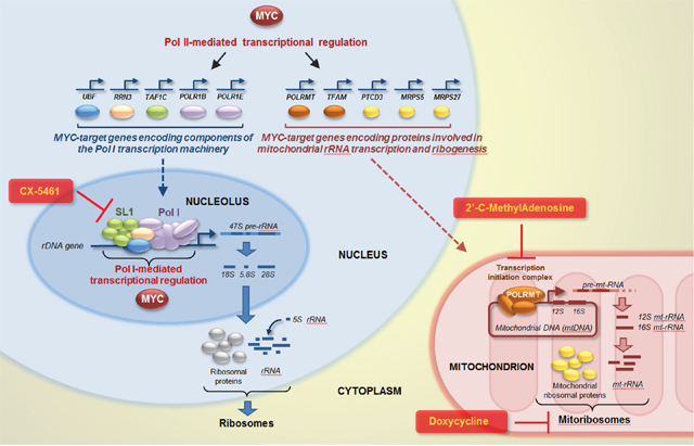 Targeting nucleolar and mitochondrial rRNA transcription and ribogenesis to curb MYC-induced cancer cell proliferation.