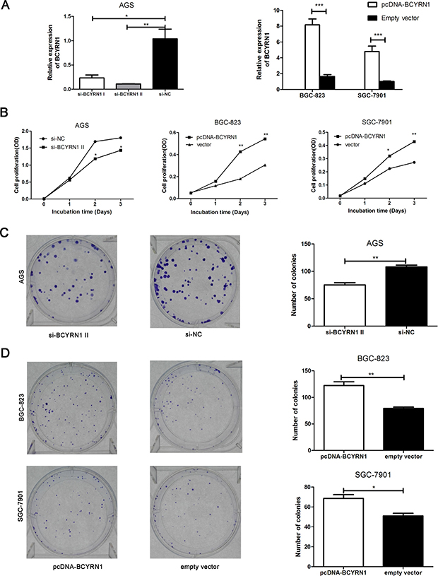 Effect of BCYRN1 on GC cell proliferation.