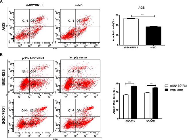 Effect of BCYRN1 on GC cell apoptosis under serum-deprived condition.