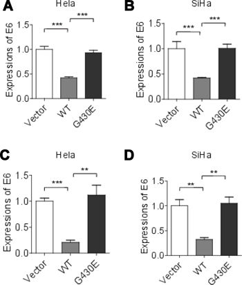 HPV E6 mRNA expressions were increased in cervical cancer cells with NFKB1 mutation.