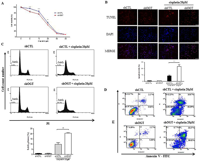 OGT knockdown increases sensitivity of HeLa cells to cisplatin.