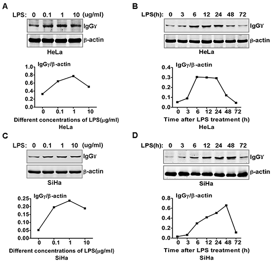 LPS regulated IgG expression in cervical cancer cells.