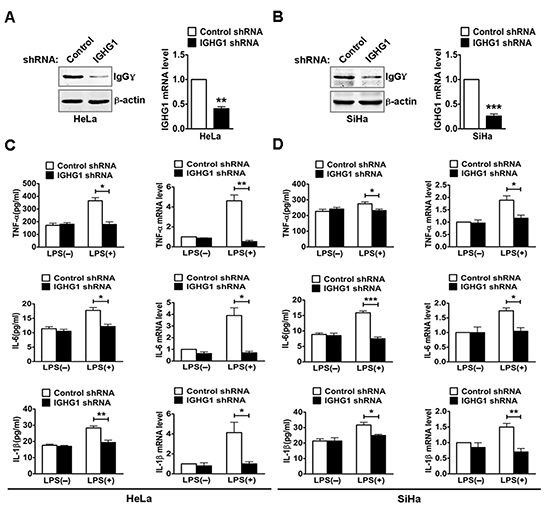 Reduction of IgG inhibited LPS induced proinflammatory cytokine production in cervical cancer cells.
