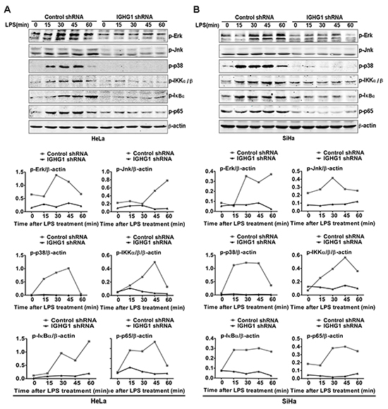 Reduction of IgG impaired LPS-initiated TLR4 signaling pathways in cervical cancer cells.