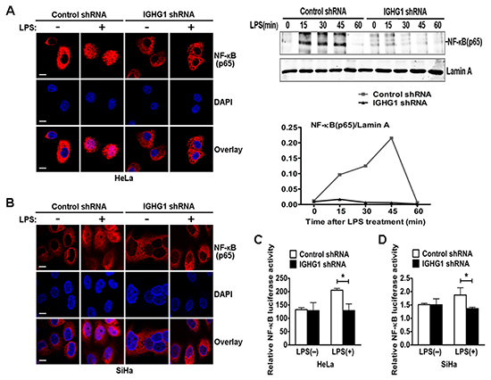 Reduction of IgG impaired LPS-Induced NF-κB activation and nuclear translocation in cervical cancer cells.