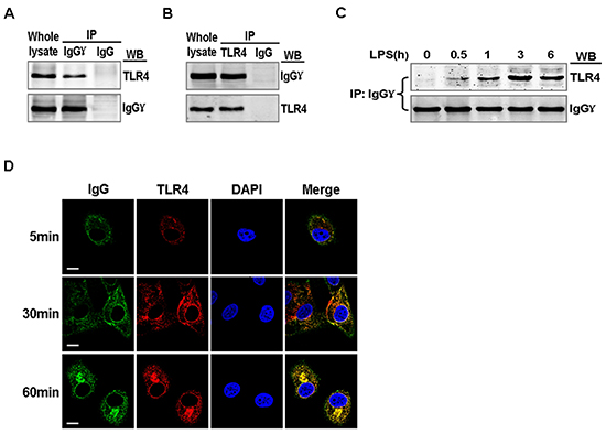 Association of TLR4 with IgG in LPS activated cervical cancer cells.