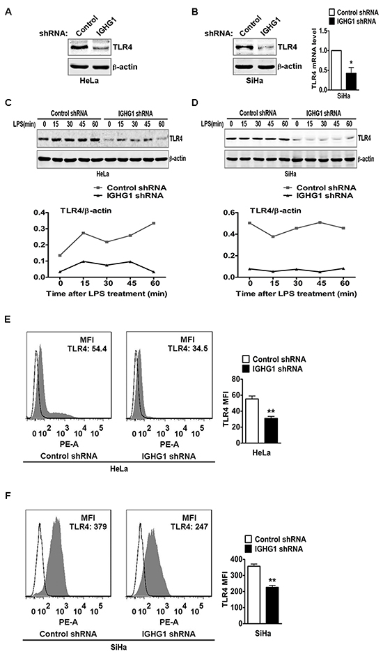 Reduction of IgG downregulated TLR4 expression.