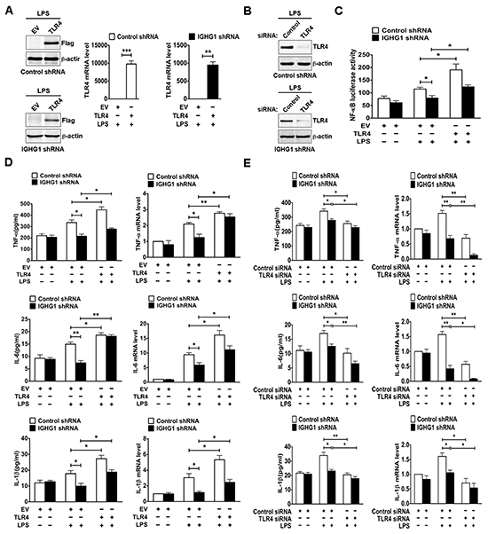 Reduction of IgG inhibited LPS-induced proinflammatory cytokine production through downregulating TLR4 expression in cervical cancer cells.