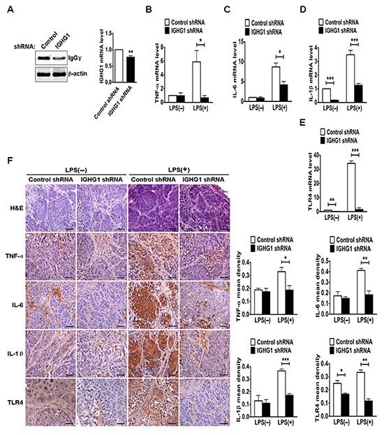 Reduction of IgG reduced LPS-induced proinflammatory cytokine production in vivo.