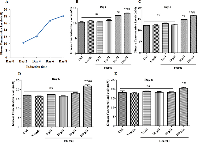 EGCG suppresses the glucose uptake during adipogenesis.