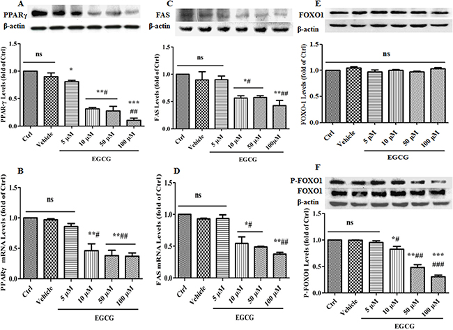 Effects of EGCG on the expression levels of PPAR&#x03B3;, FAS, FOXO1 and P-FOXO1 during adipogenesis.