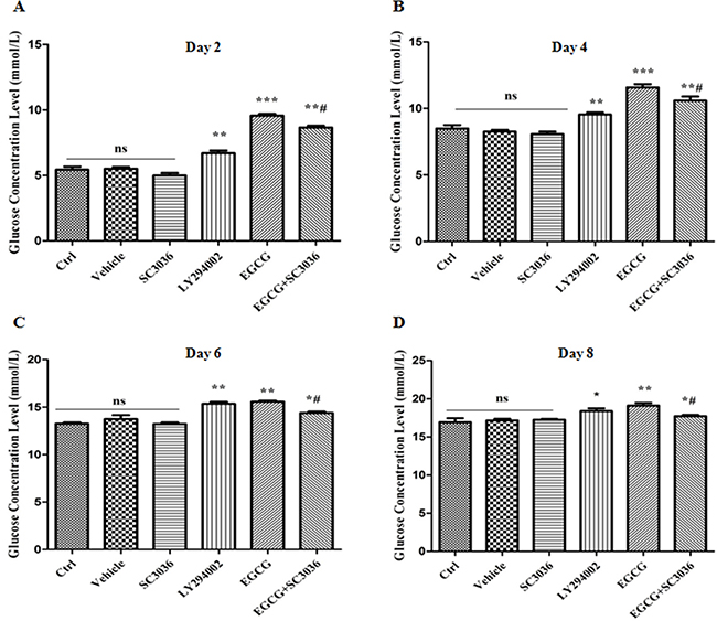 Effect of PI3K re-activation on glucose uptake inhibited by EGCG during adipogenesis.