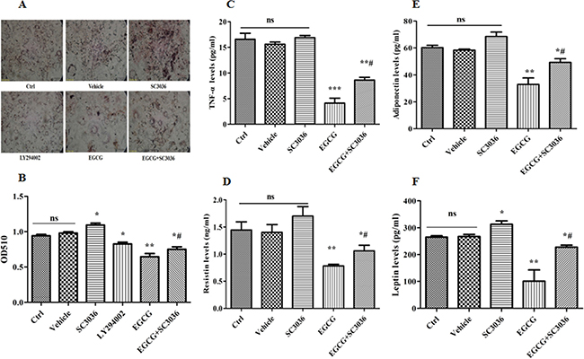 Effect of PI3K re-activation on lipid accumulation and secretory activity inhibited by EGCG during adipogenesis.