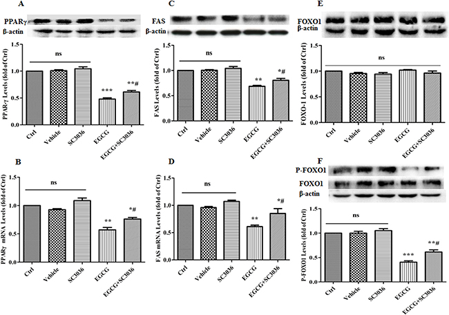 Effect of PI3K re-activation on the expression levels of PPAR&#x03B3;, FAS, FOXO1 and P-FOXO1 by EGCG during adipogenesis.