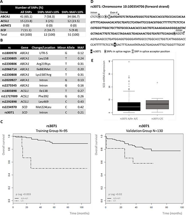 Analysis of single nucleotide polymorphisms (SNPs) of ColoLipidGenes: Prognostic value of rs3071 in stage II colorectal cancer (CRC) patients.