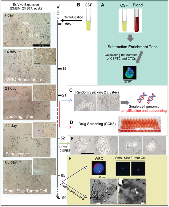 Ex vivo expansion of CSFTCs from case NM01.