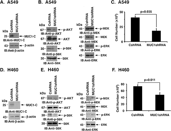 Silencing MUC1-C downregulates AKT and inhibits NSCLC cell growth.
