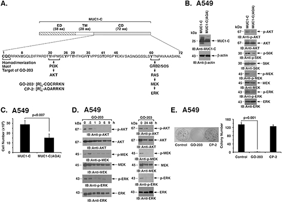 Targeting MUC1-C function suppresses AKT and MEK&#x2192;ERK signaling.