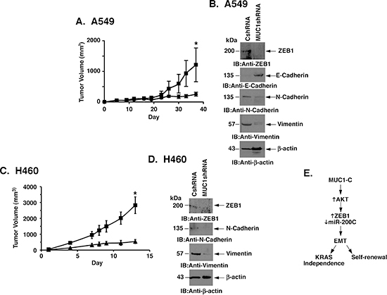 MUC1-C promotes mutant KRAS NSCLC cell tumorigenicity.