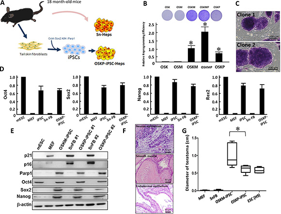 Reprogramming senescent somatic cells into iPSCs using Oct4/Sox2/Klf4 and Parp1.