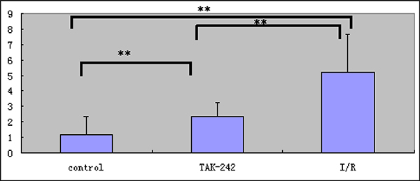 Analysis of the short-term retention of TLR4-PbS QDs in areas of intestinal damage in the I/R injury, control, and TAK-242 groups (** = P &#x003C; 0.05).