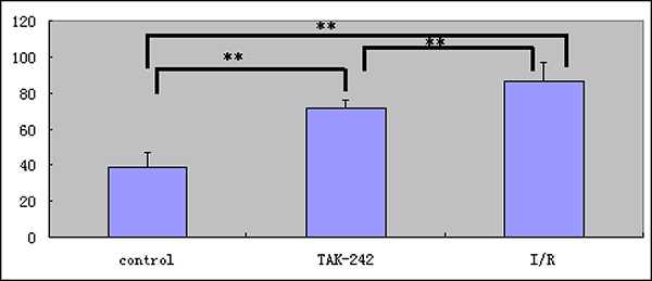 Immunohistochemical analysis of TLR 4 expression (** = P &#x003C; 0.05).