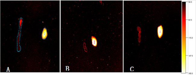 Ex vivo NIR-II fluorescence images of liver and intestinal tissue from mice 30 min after administration of the TLR4-PbS QDs.