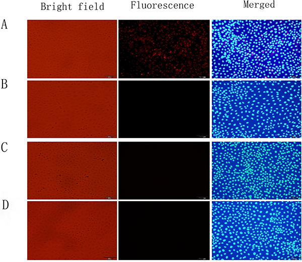 Immunofluorescence analysis of TLR4-CdSe QD binding activity in an in vitro model of intestinal I/R injury.