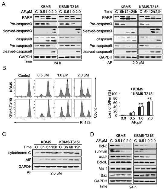 AF induces caspase activation in CML cells.