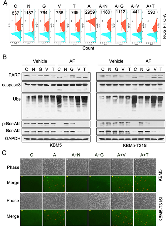 Proteasome inhibition but not ROS is required for AF-mediated Bcr-Abl downregulation, caspase activation and apoptosis.