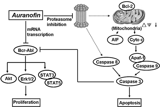 A schematic illustration of a proposed mechanism by which Aurnofin induces cytotoxicity.