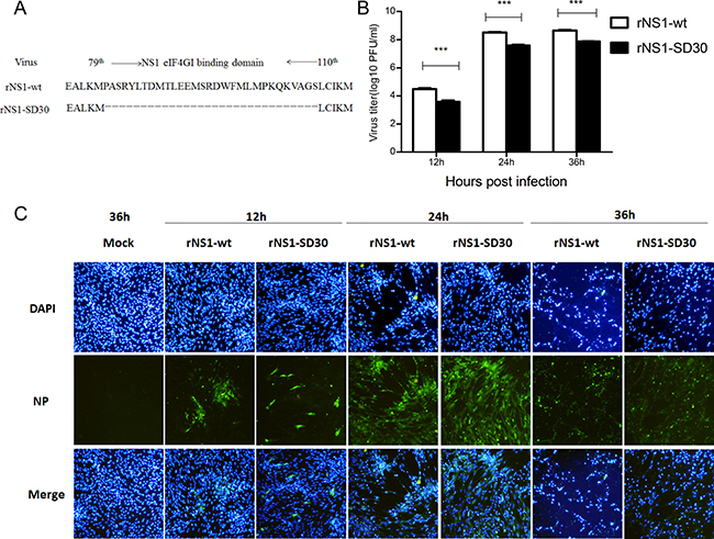 Infection and replication of rNS1-wt and rNS1-SD30 viruses in CEFs.