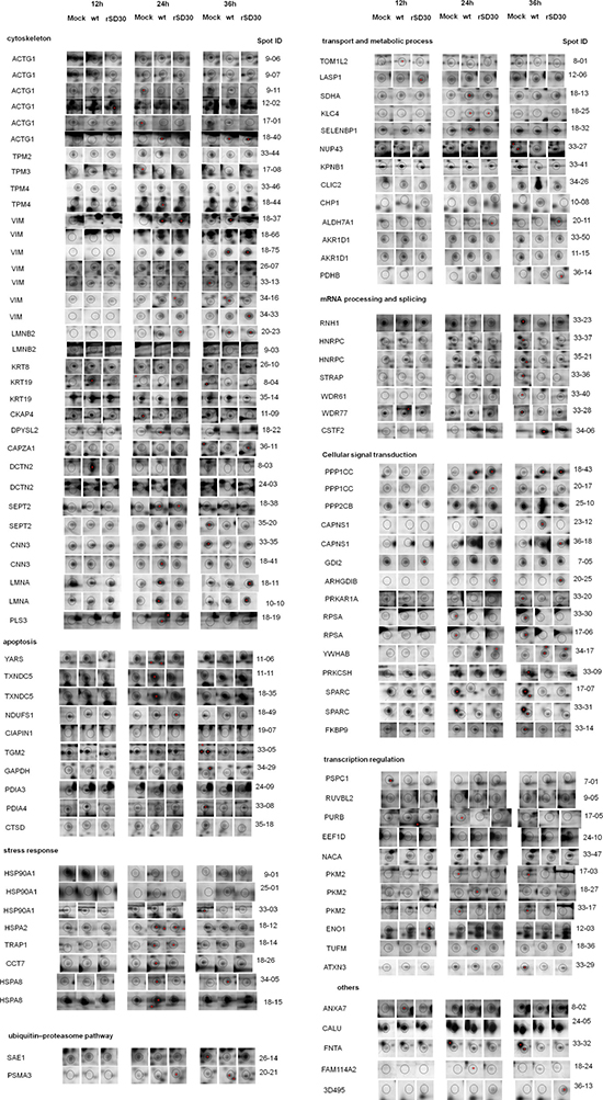 Enlarged 2-DE profiles of DE protein spots in rNS1-wt- and rNS1-SD30-infected CEFs.