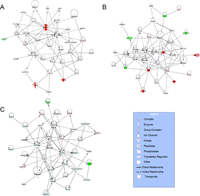 Comparative network pathway analysis DE proteins.